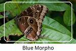 Where Is Morphos Located?