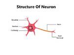 Where Is Neuron Located?