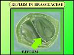 Where Is Replum Found?