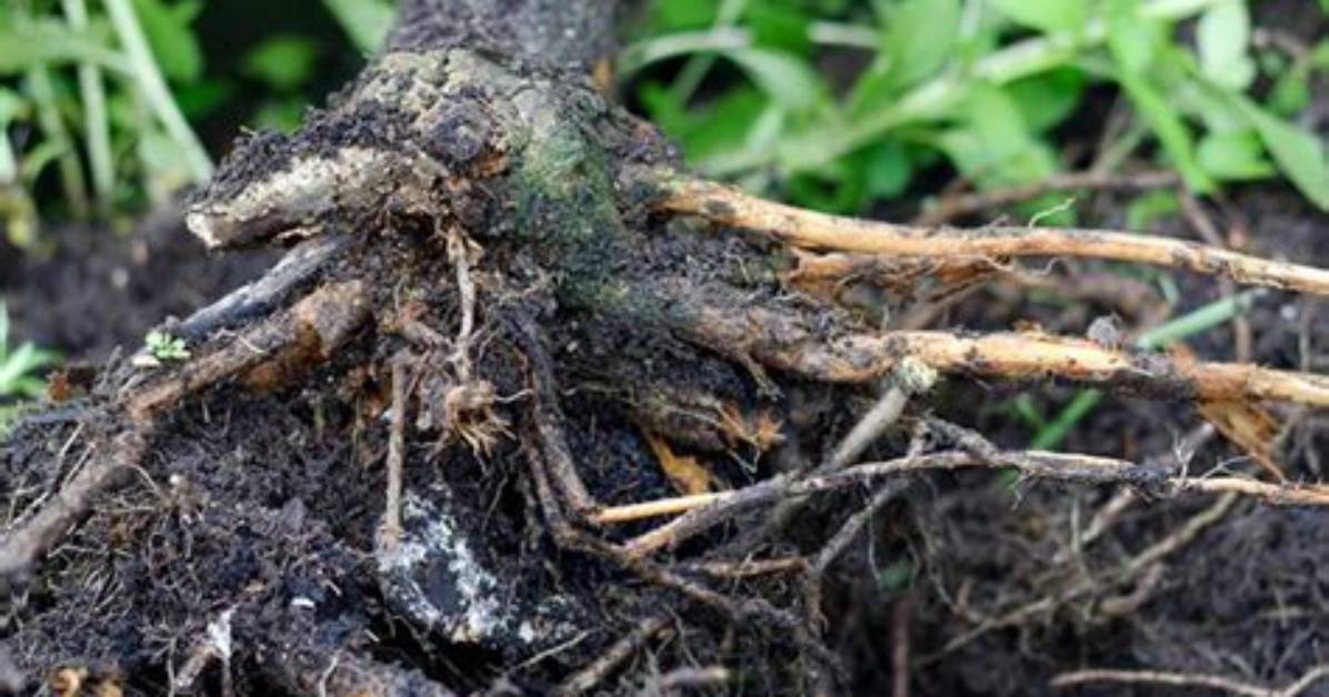 Where Is Root Rot?