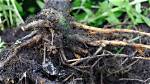 Where Is Root Rot?