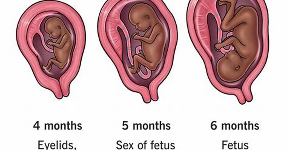 Where Is Second Trimester?