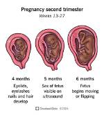 Where Is Second Trimester?
