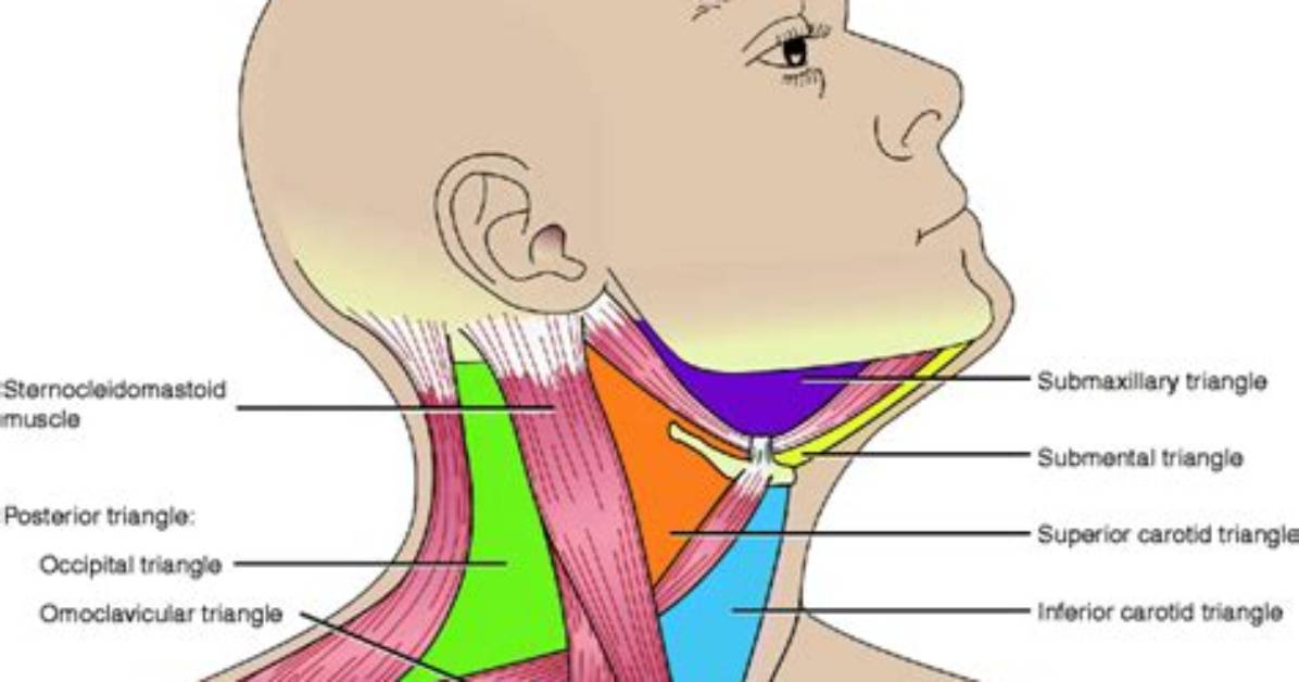 Where Is Submaxillary Triangle?
