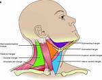 Where Is Submaxillary Triangle?