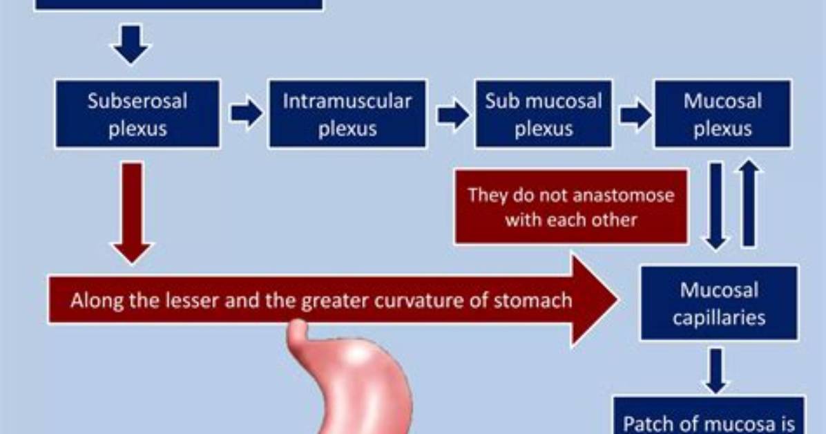 Where Is Subserosal Plexus?