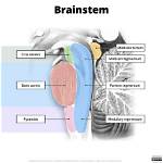 Where Is the Brainstem Tegmentum?