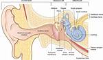 Where Is the Eardrum Located?