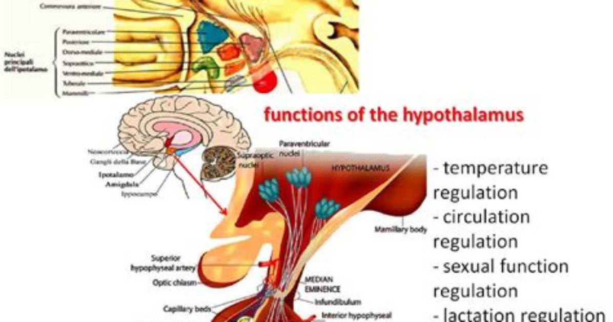 Where Is the Hypothalamus Function?