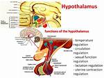 Where Is the Hypothalamus Function?