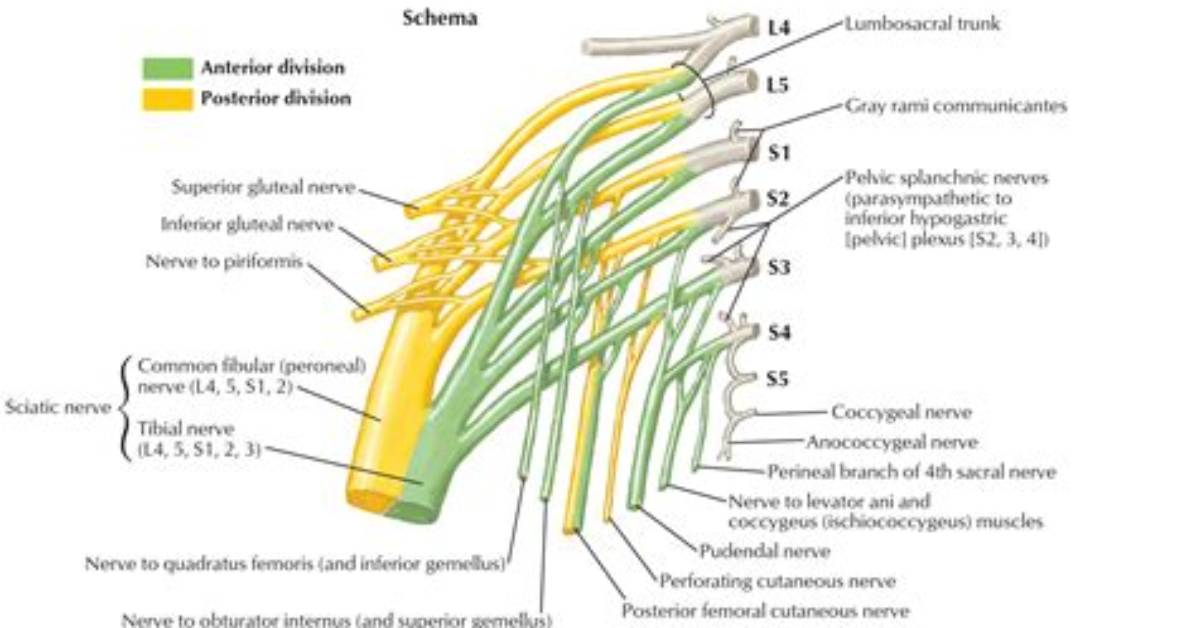 Where Is the Sacral Plexus?