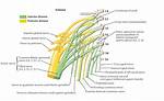 Where Is the Sacral Plexus?