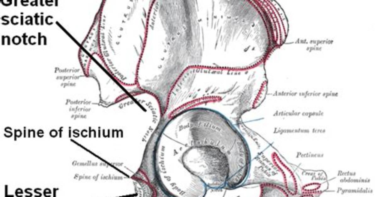 Where Is the Sciatic Notch?