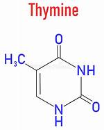 Where Is Thymine Present?
