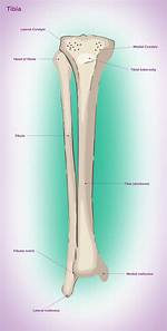 Where Is Tibia
