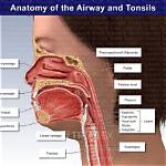 Where Is Tonsil Located?