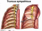 Where Is Truncus Sympathicus?
