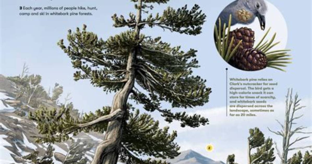 Where Is Whitebark Pine?