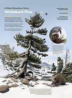 Where Is Whitebark Pine?