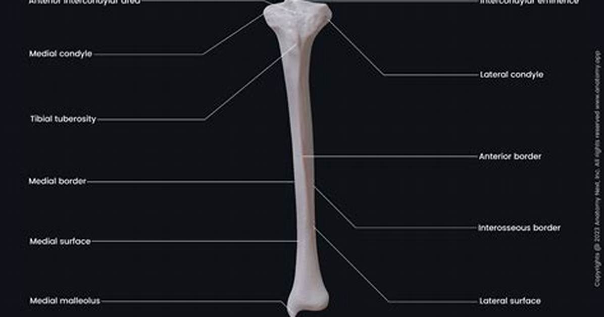 Where Is Your Tibia