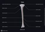 Where Is Your Tibia