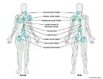 Where Lymph Nodes Located?