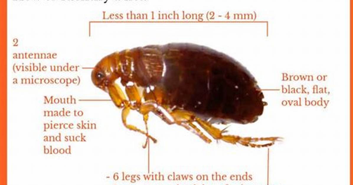 Where Outside Do Fleas Live?