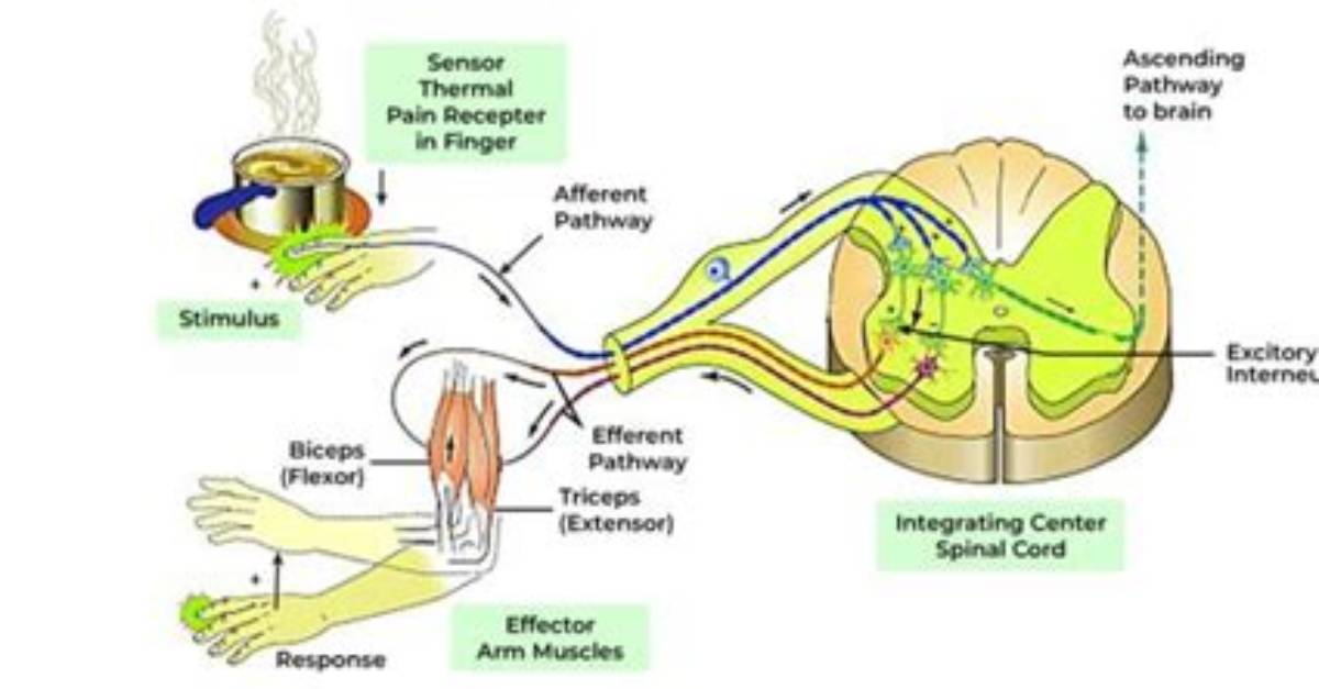 Where Reflexes Are Processed?
