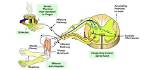 Where Reflexes Are Processed?