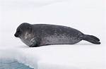 Where Ringed Seals Live?