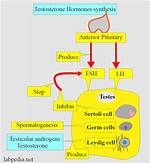 Where Testosterone Is Produced?