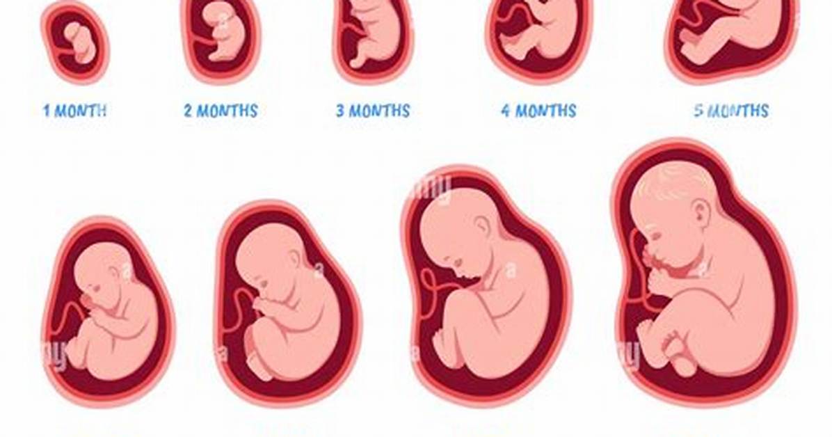 Where the Foetus Develops?