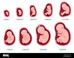 Where the Foetus Develops?