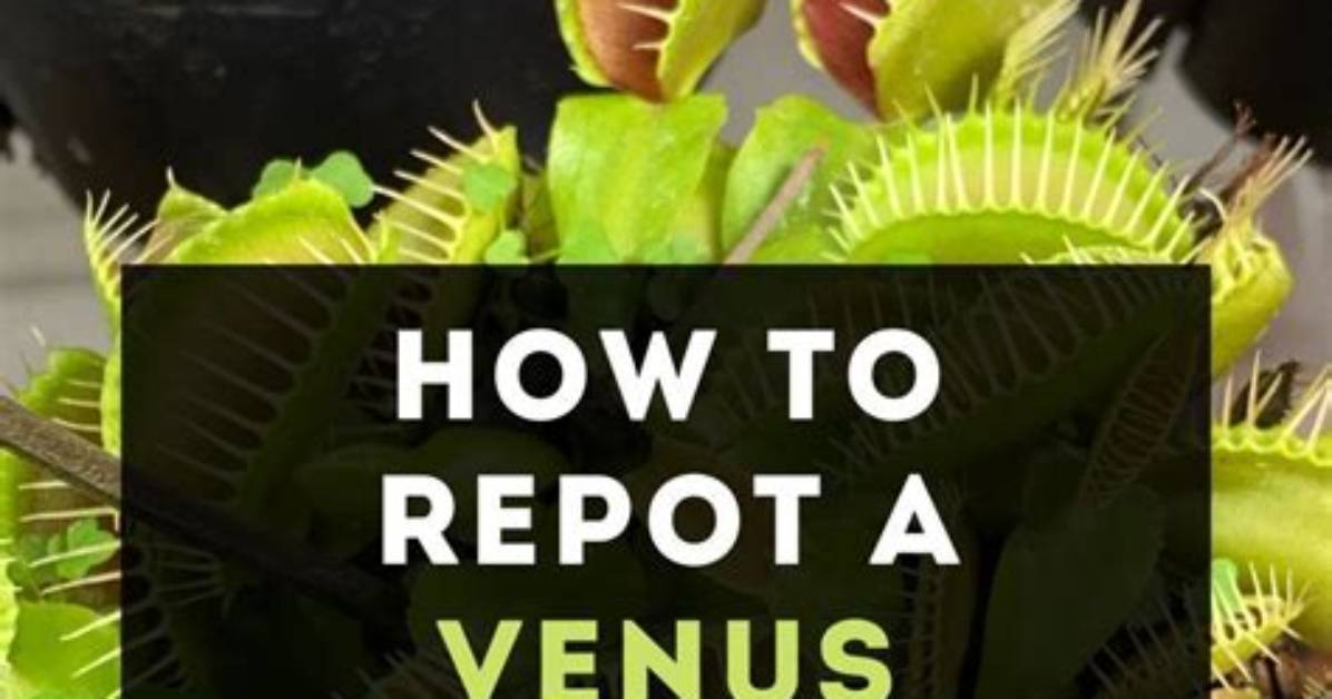 Where to Put a Venus Flytrap?