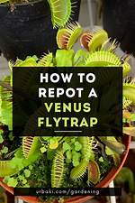 Where to Put a Venus Flytrap?