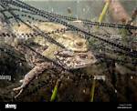 Where Toads Lay Eggs?