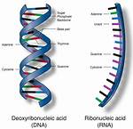 Which a Nucleic Acid?