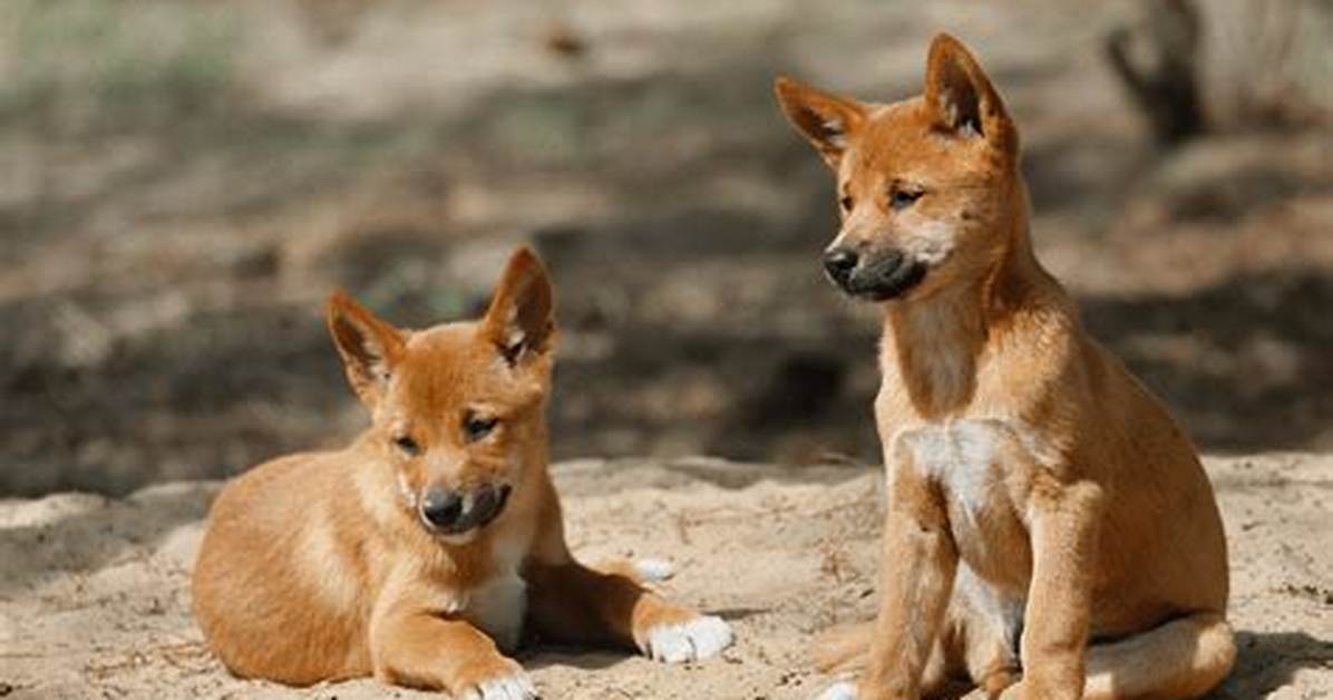 Which Animal Eats Dingoes?