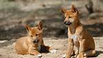 Which Animal Eats Dingoes?