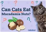 Which Animal Eats Macadamia Nuts?