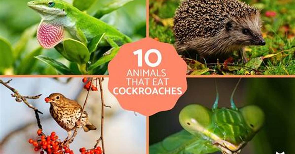 Which Animal Eats Roaches?