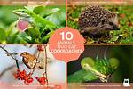 Which Animal Eats Roaches?