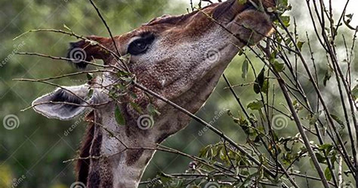 Which Animal Eats Twigs?