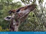 Which Animal Eats Twigs?