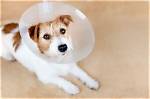 Which Animal Is Spayed?