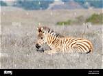 Which Animals Have Harems?