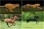 Which Animals Move by Galloping?