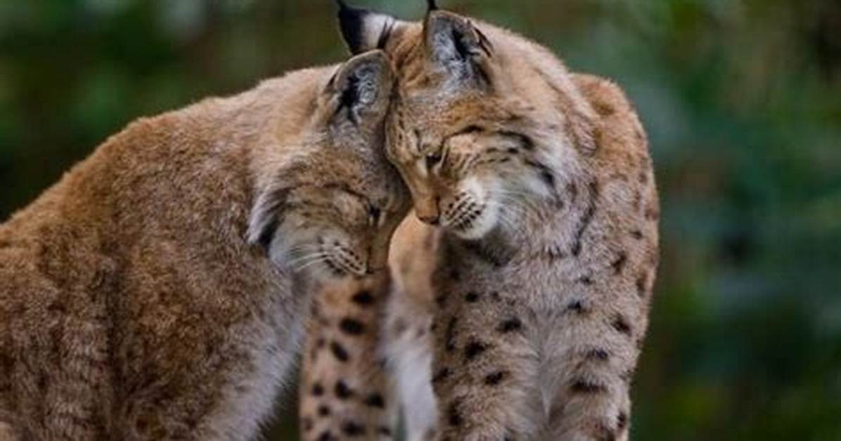 Which Animals Show Affection?