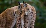 Which Animals Show Affection?