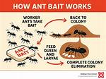Which Ant Baits Work Best?